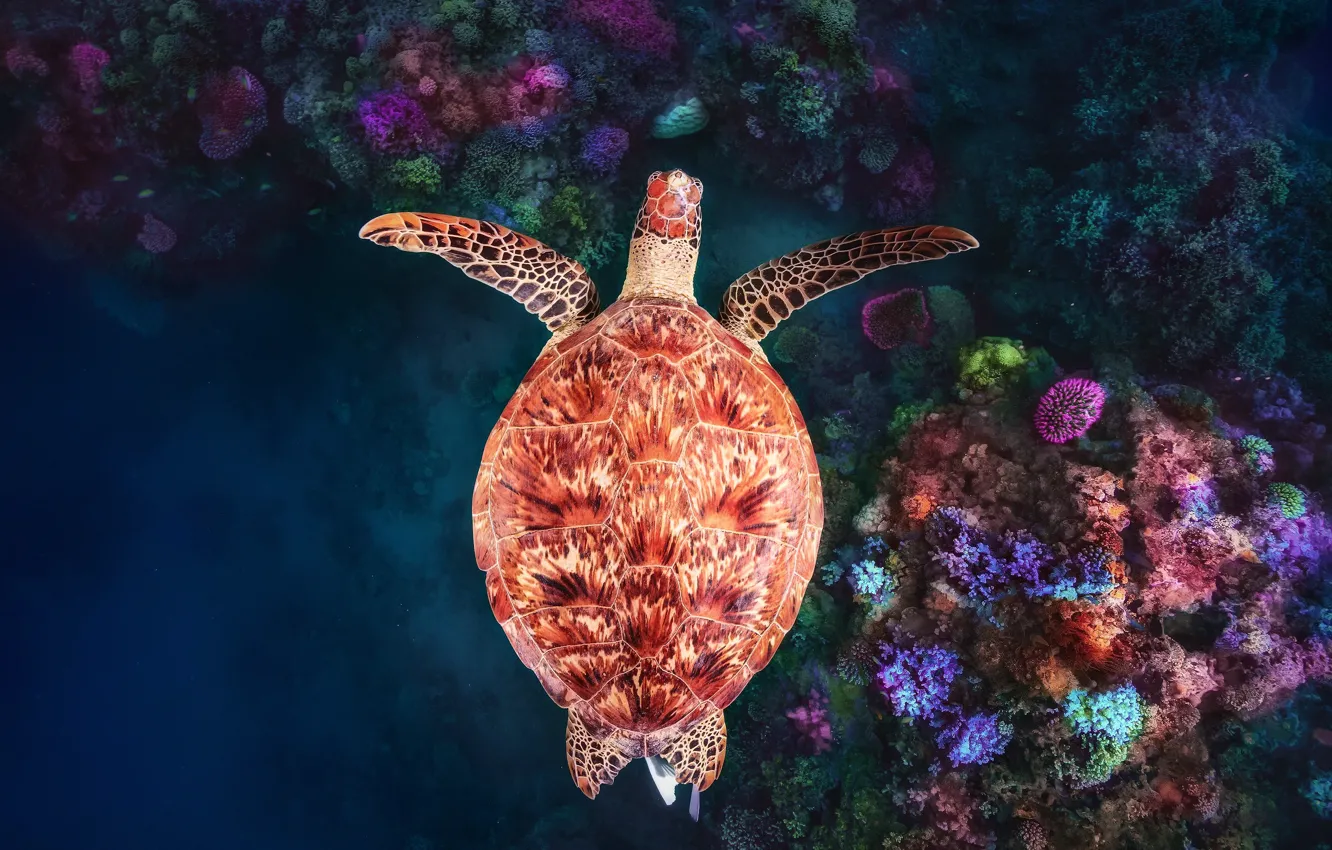 Photo wallpaper under water, underwater, coral reef, green turtle, Mayotte, Coral reef at Does Gouja