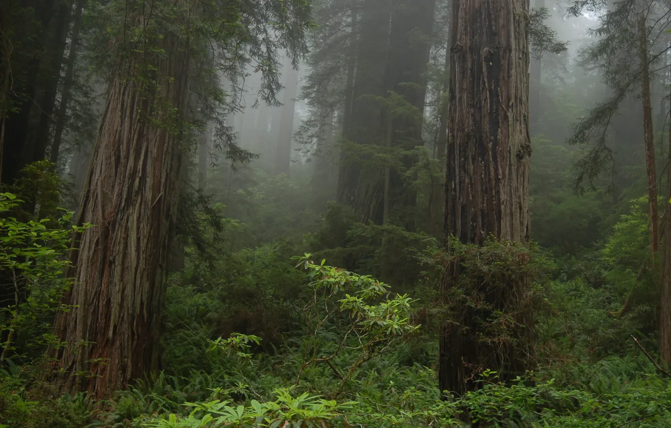 Photo wallpaper forest, trees, nature, fog, CA, USA, Prairie Creek Redwoods State Park