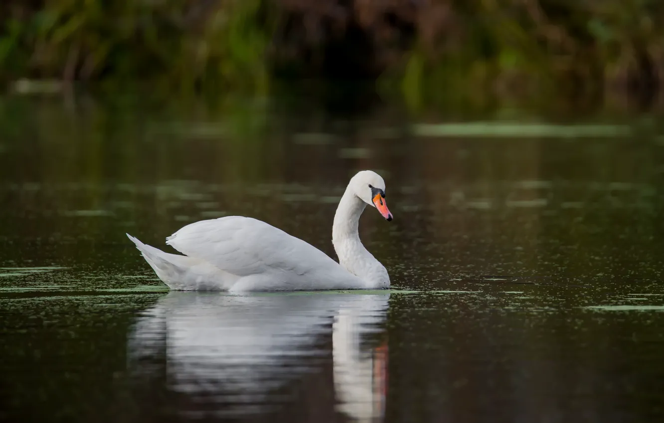 Photo wallpaper autumn, lake, reflection, bird, swans