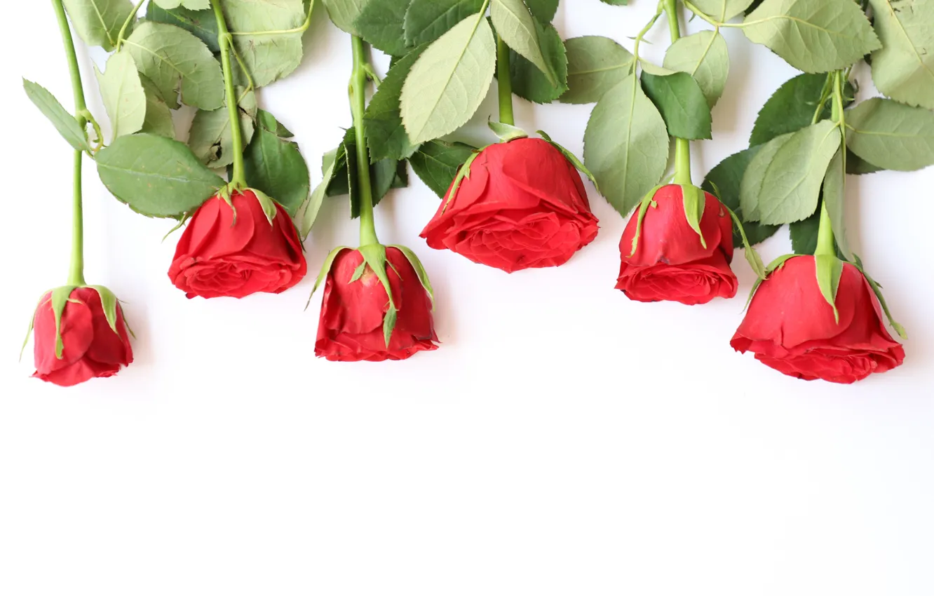 Photo wallpaper love, flowers, roses, bouquet, red, red, wood, flowers