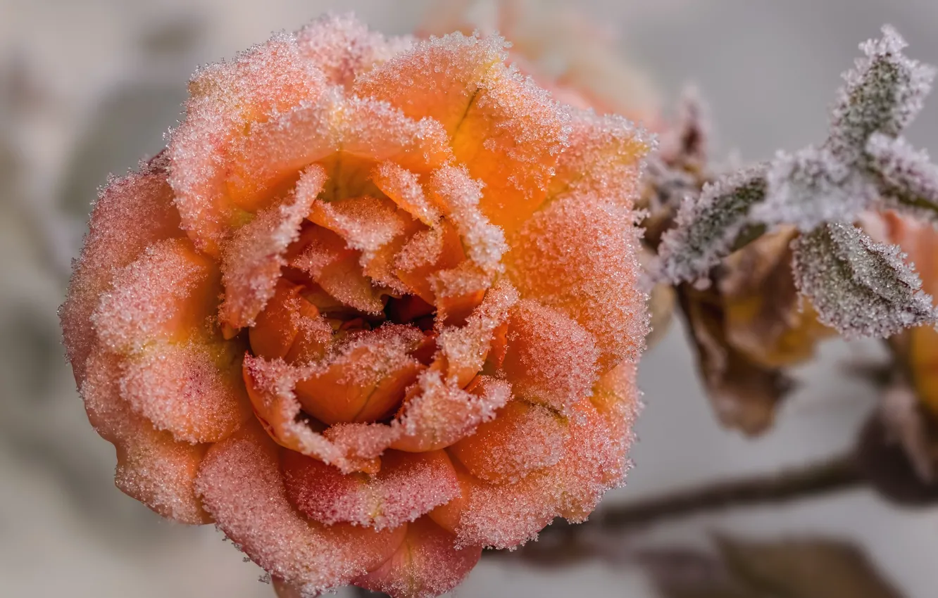 Photo wallpaper frost, macro, rose