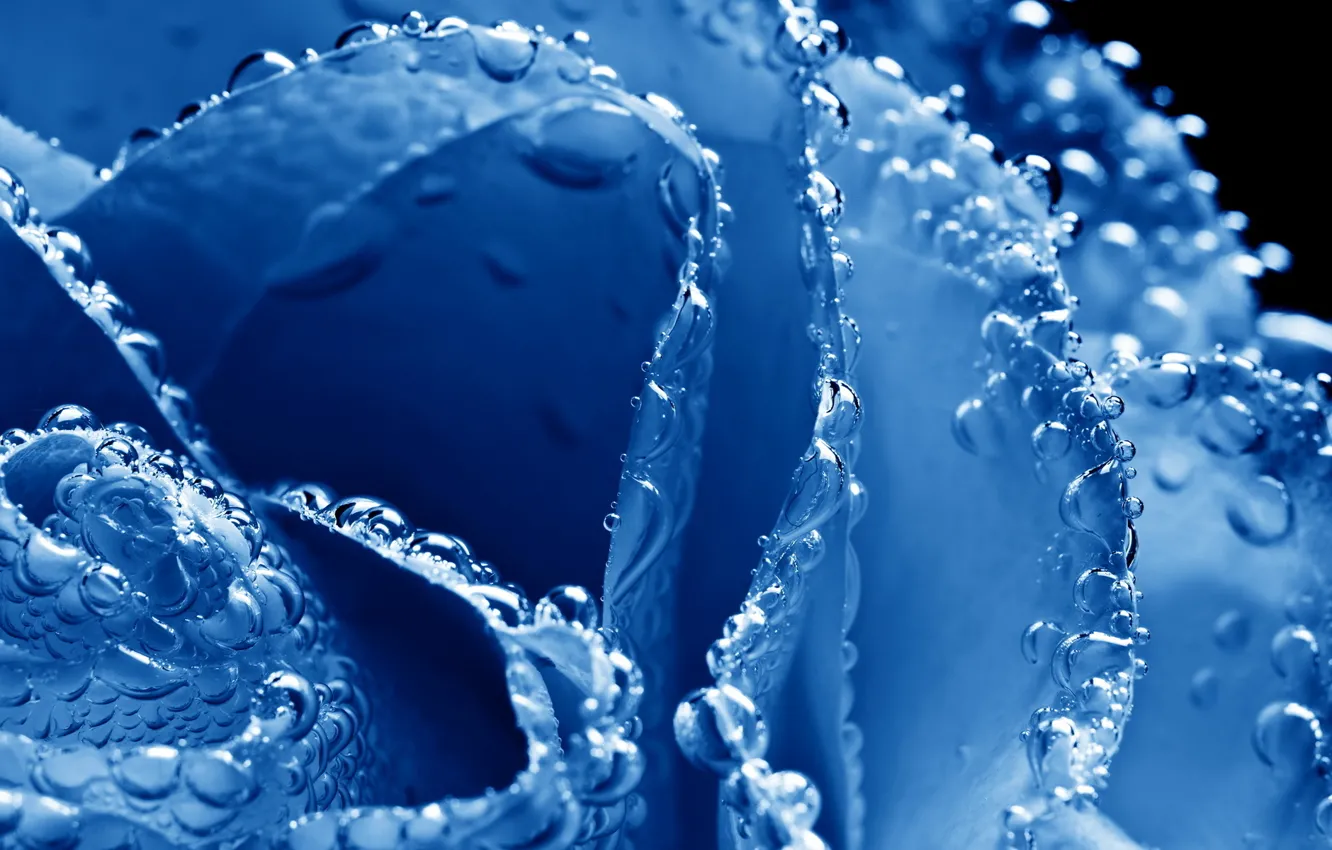 Photo wallpaper drops, Rosa, bubbles, roses, petals