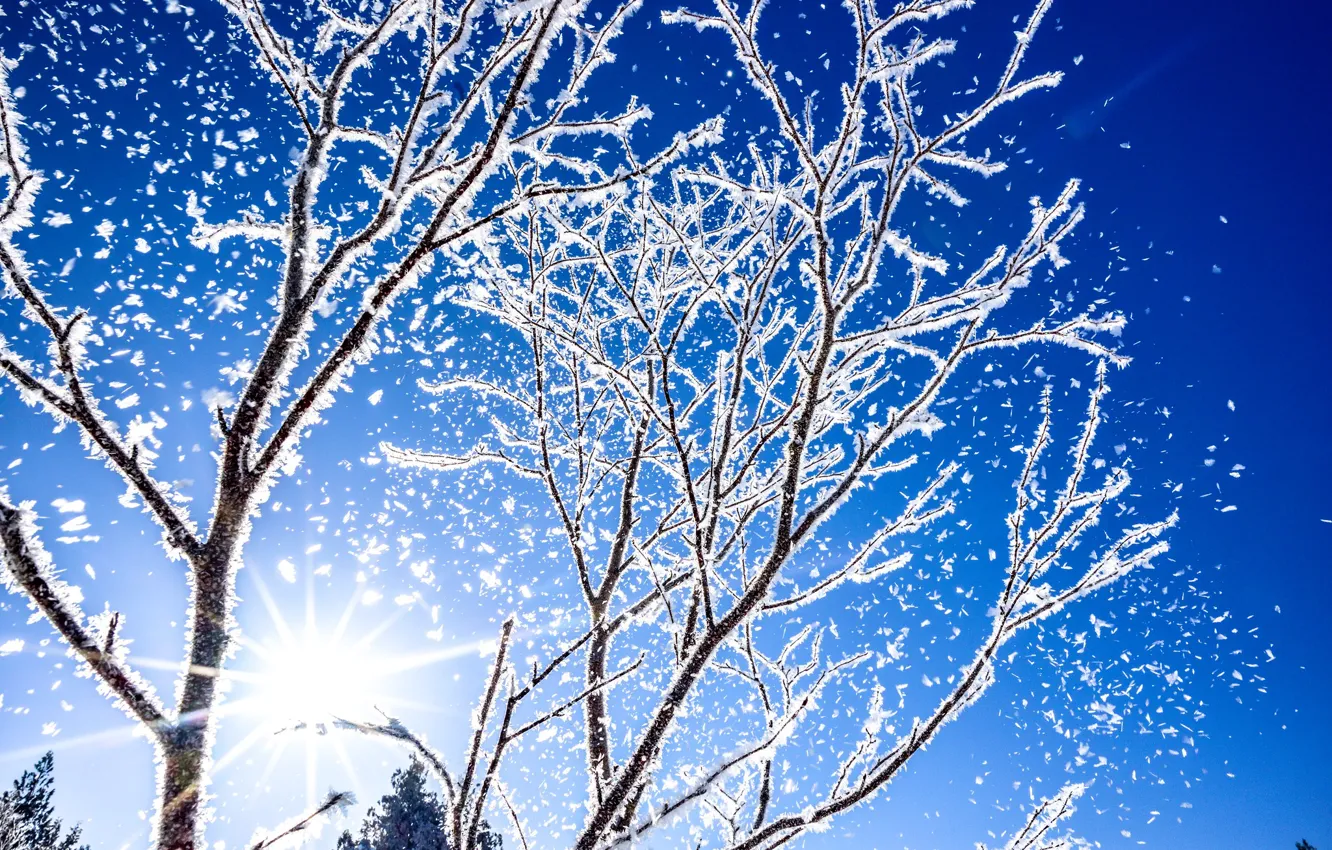 Photo wallpaper winter, frost, the sky, the sun, rays, light, snow, trees