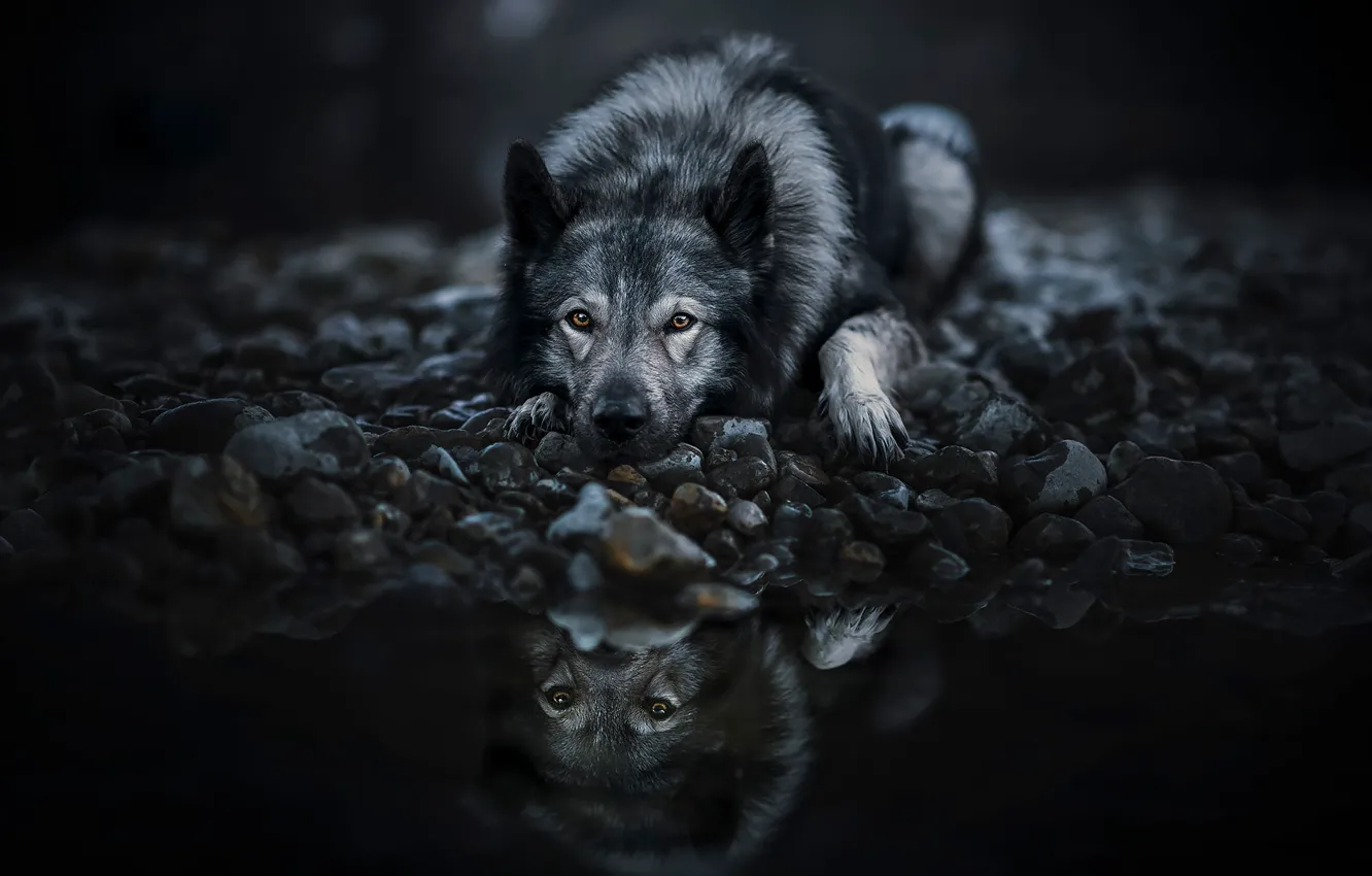 Photo wallpaper look, face, pose, pebbles, lake, reflection, the dark background, stones