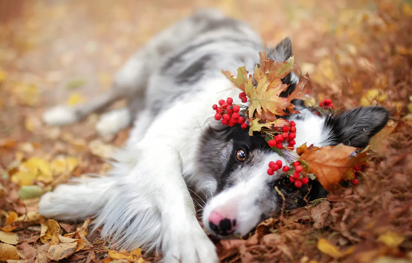Photo wallpaper autumn, nature, dog