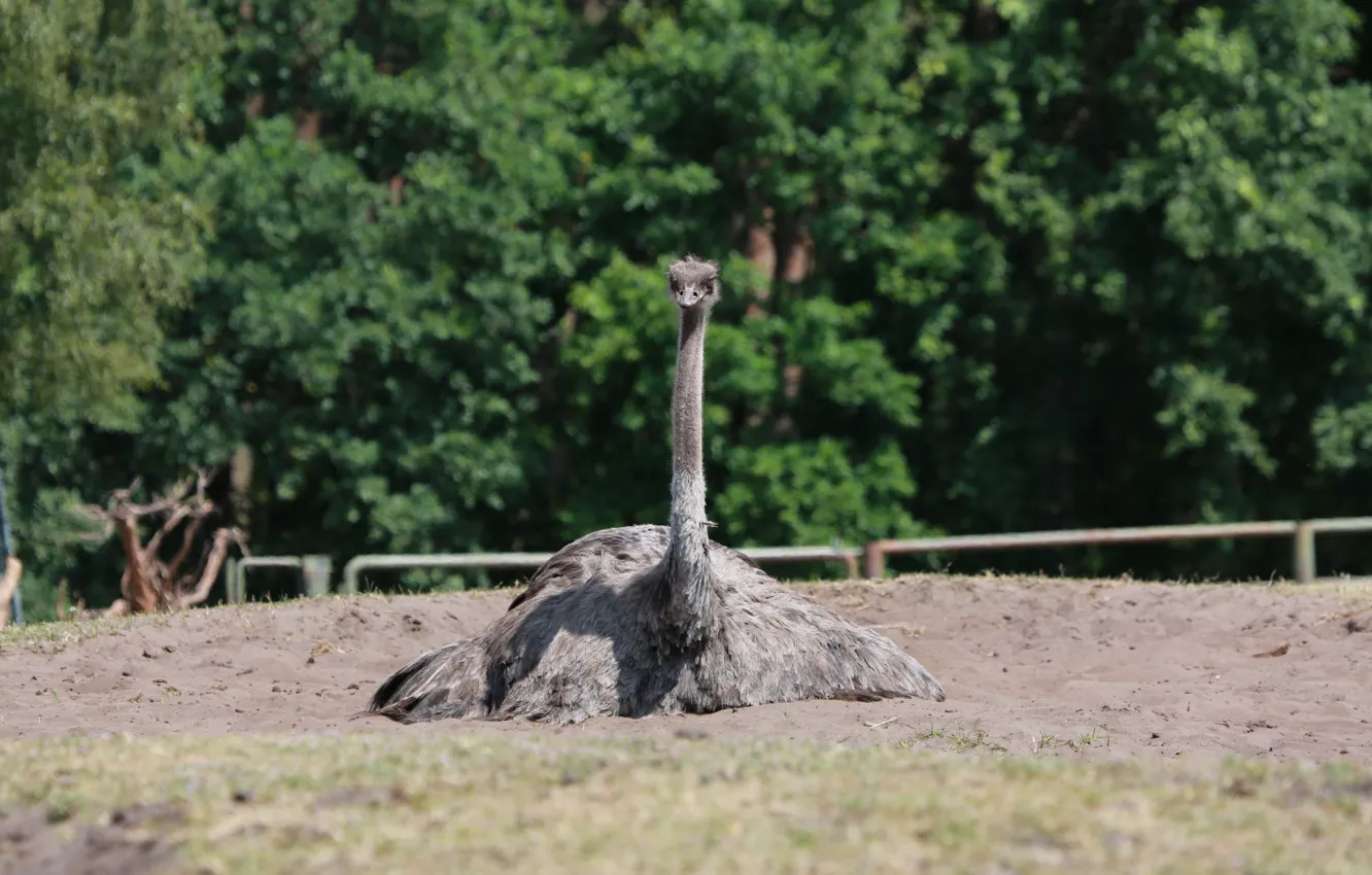 Photo wallpaper nature, female, Starus EMU, Ttyh