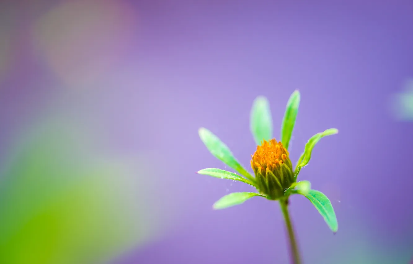 Photo wallpaper flowers, nature, plant, petals