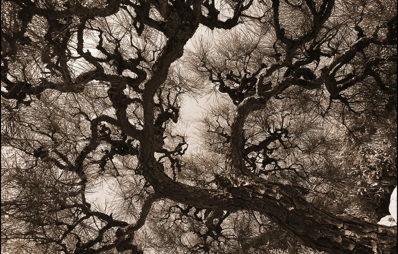 Photo wallpaper trees, needles, branches, trunk