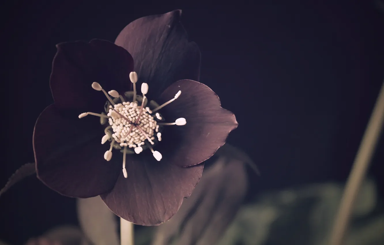 Photo wallpaper flower, nature, Helleborus