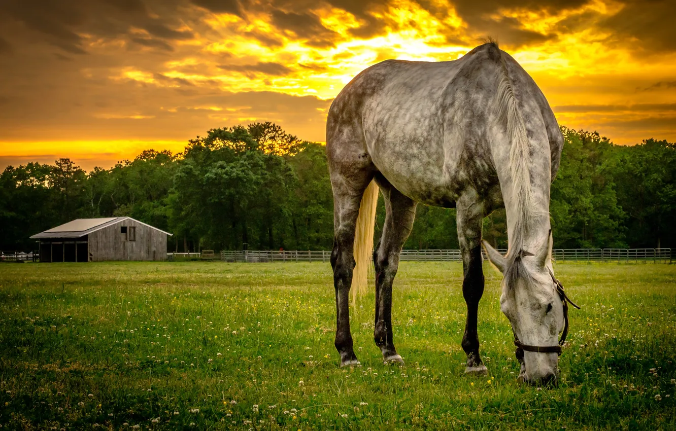 Photo wallpaper summer, sunset, horse