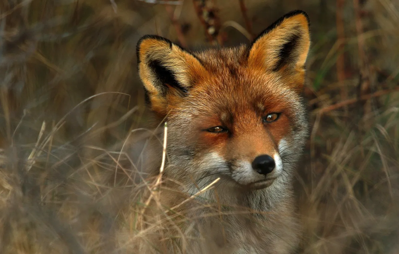 Photo wallpaper look, portrait, Fox, red