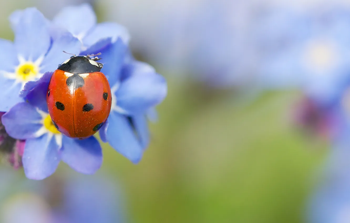 Photo wallpaper macro, ladybug, blue, insect, forget-me-nots
