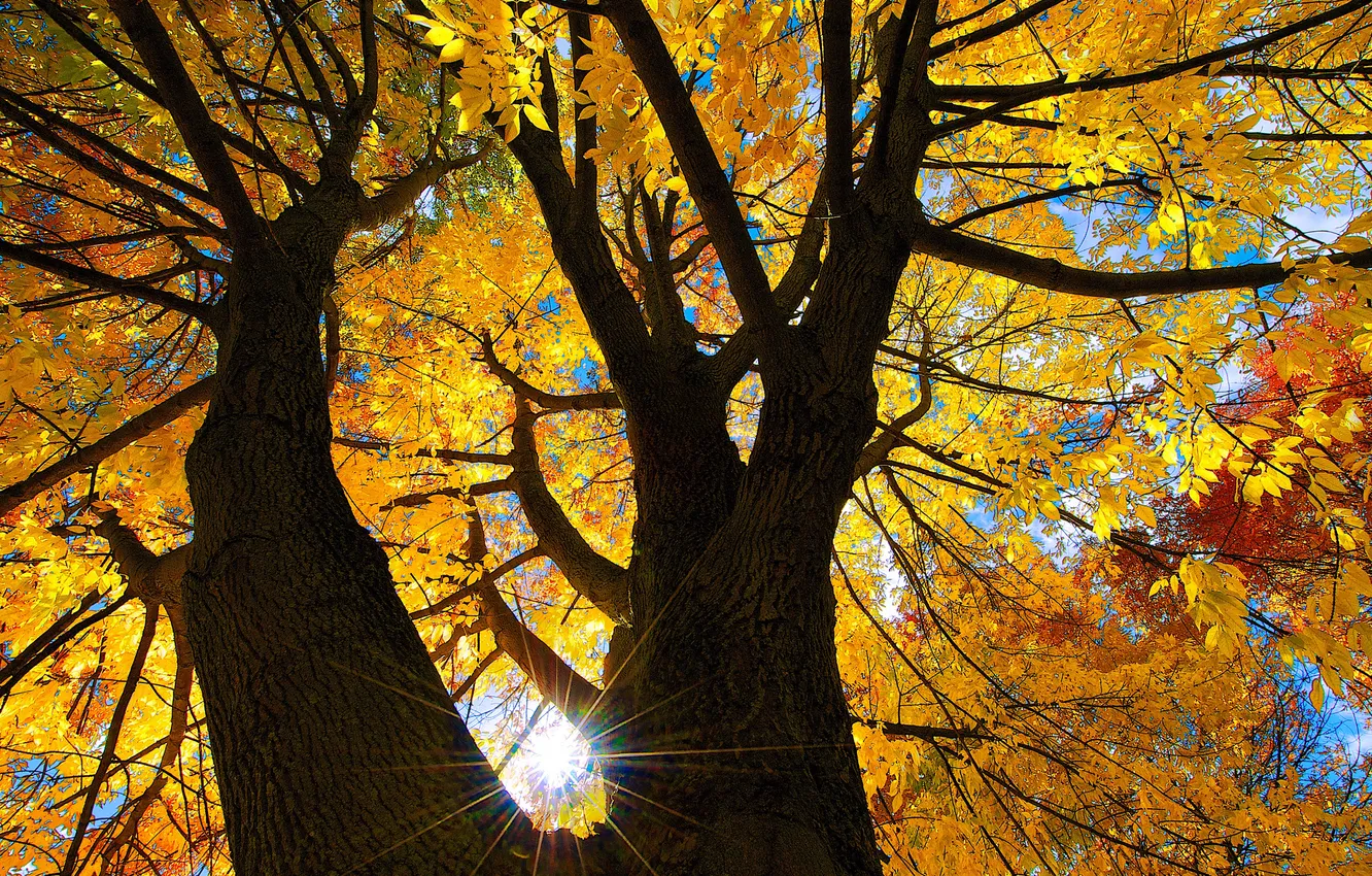 Photo wallpaper autumn, the sky, leaves, the sun, rays, tree