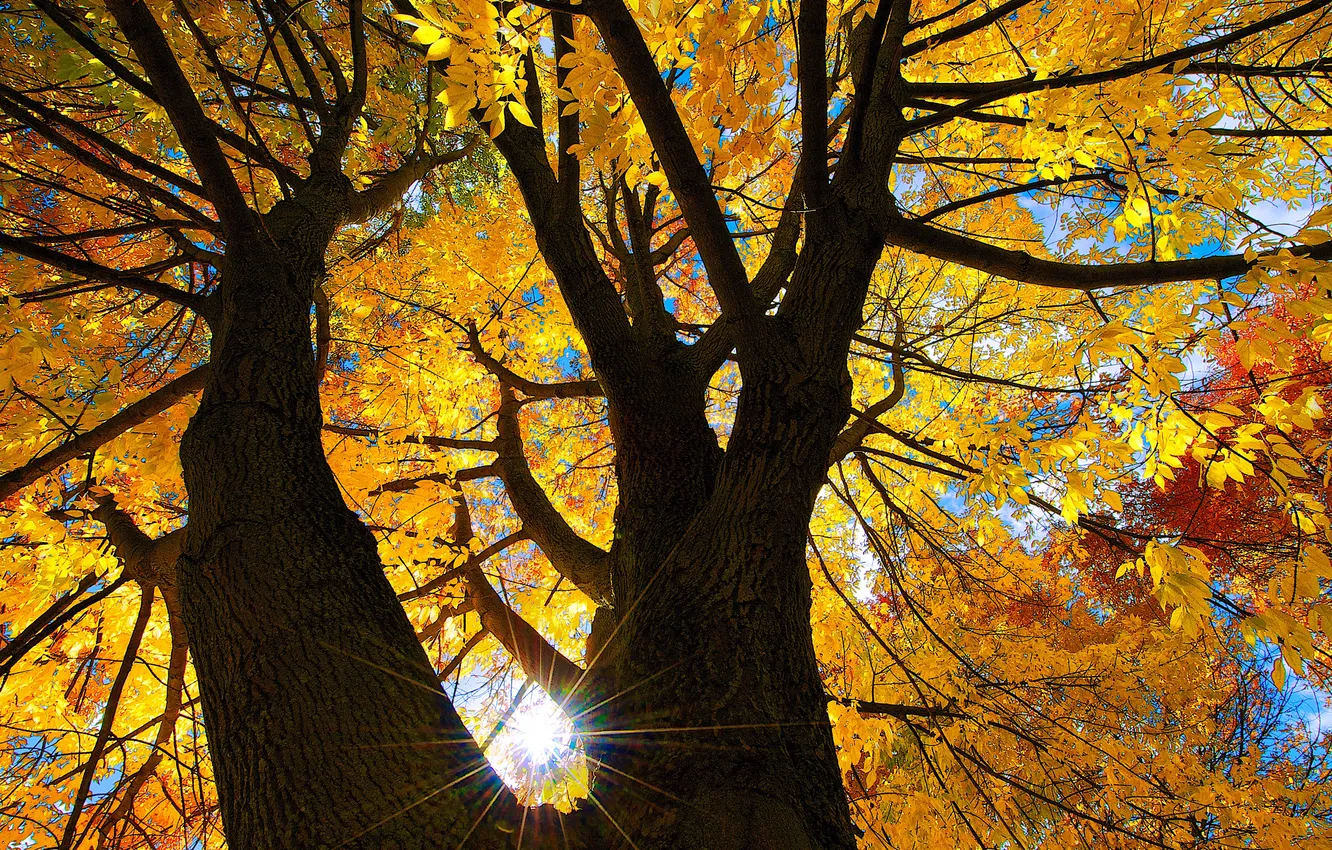 Photo wallpaper autumn, the sky, leaves, the sun, rays, trees