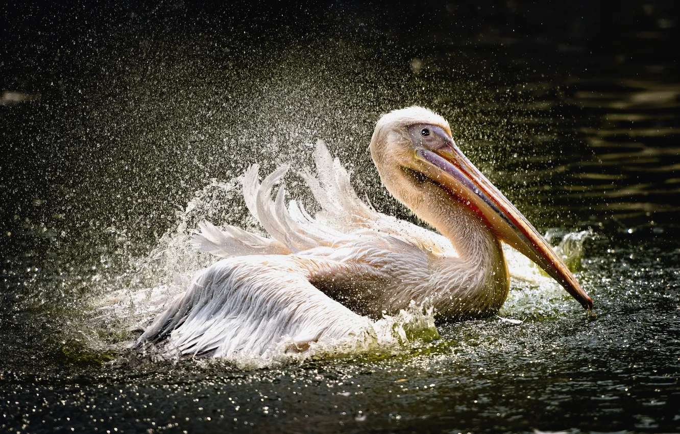 Photo wallpaper nature, bird, Pelican
