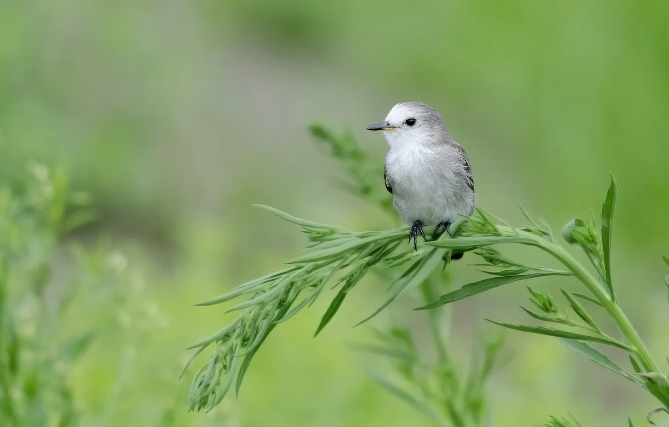 Photo wallpaper grass, background, bird