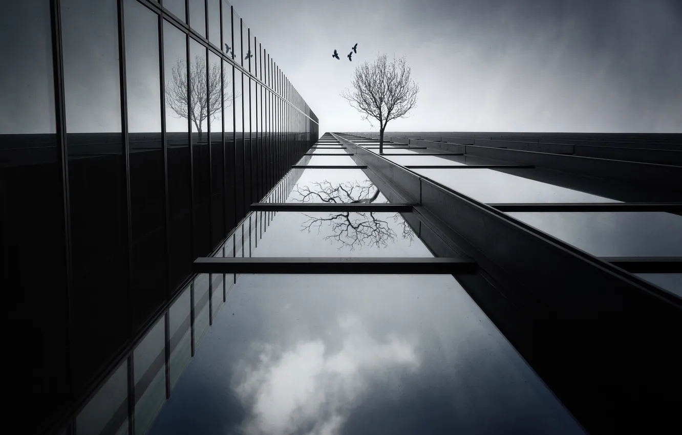 Photo wallpaper birds, reflection, tree, the building