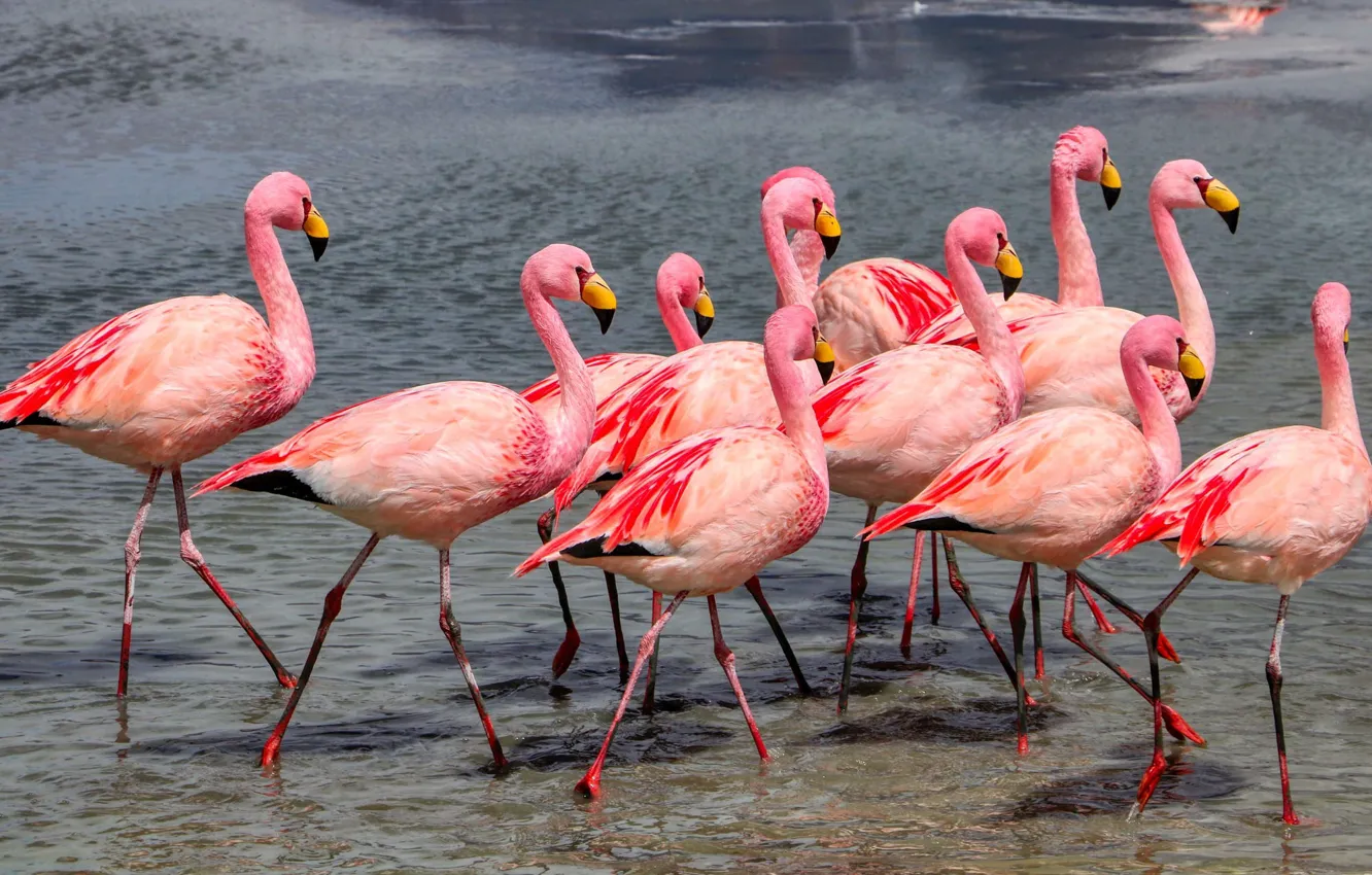 Photo wallpaper bird, shore, pack, Flamingo, pond, a lot, pink flamingos