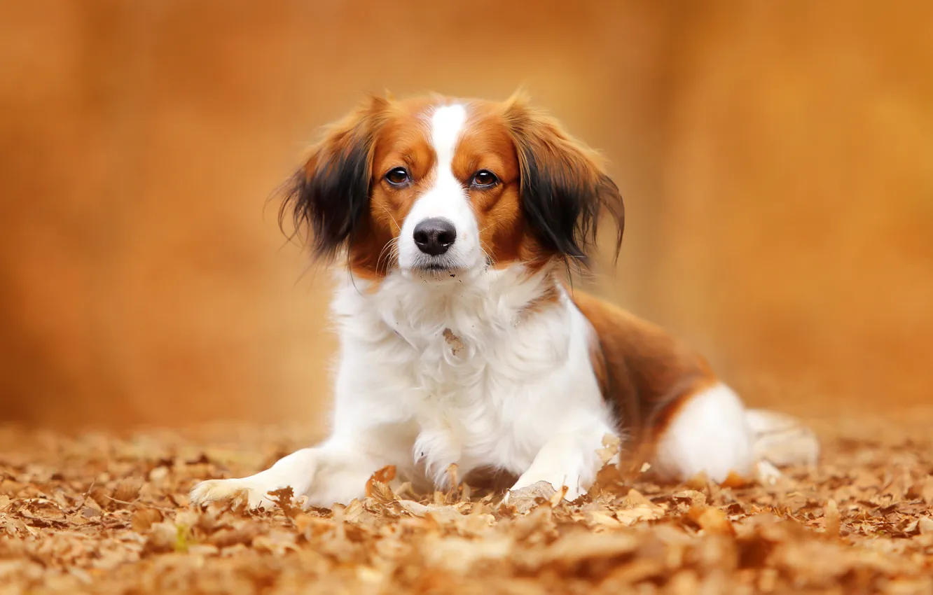 Photo wallpaper autumn, look, leaves, portrait, dog, kooikerhondje