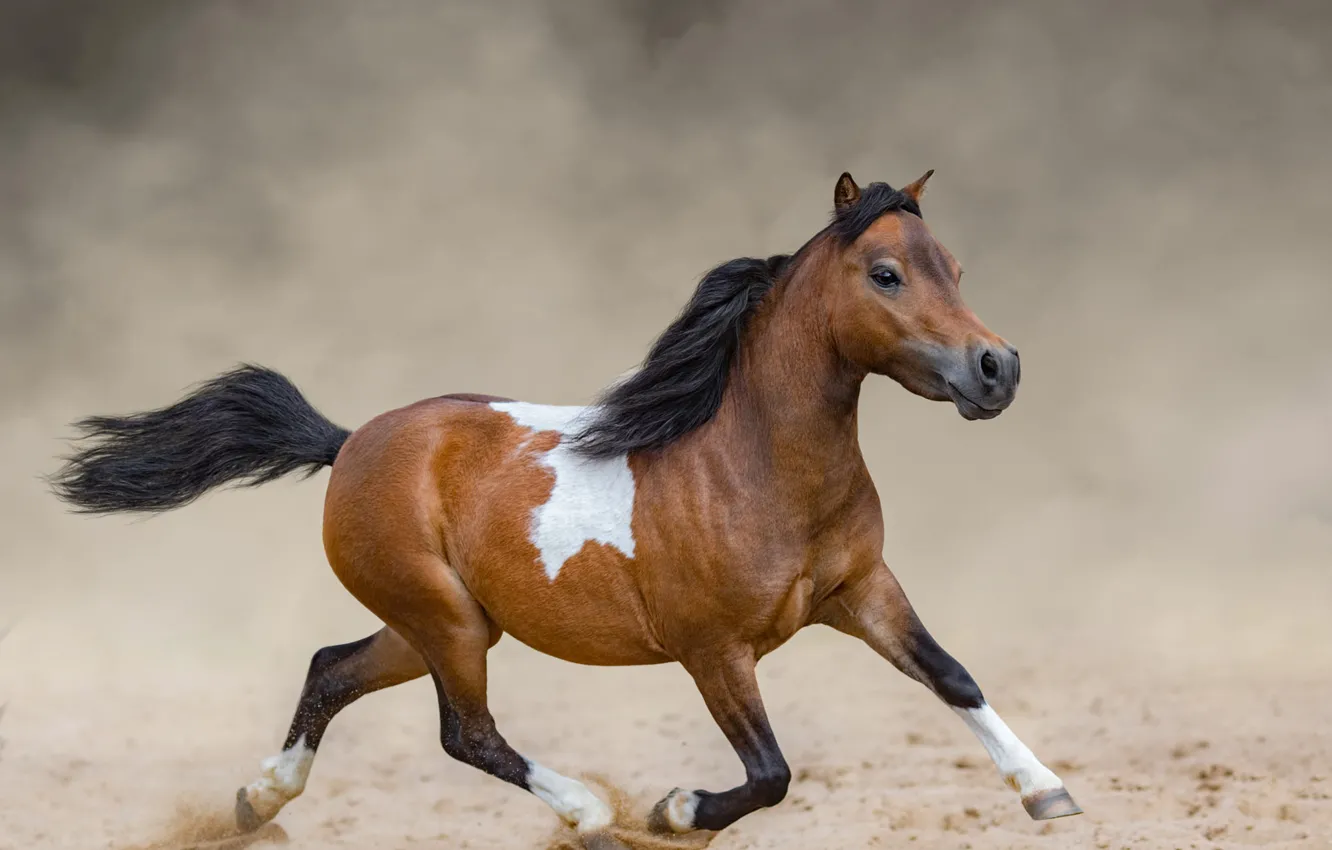 Photo wallpaper horse, horse, dust, mane, brown, horse, foal