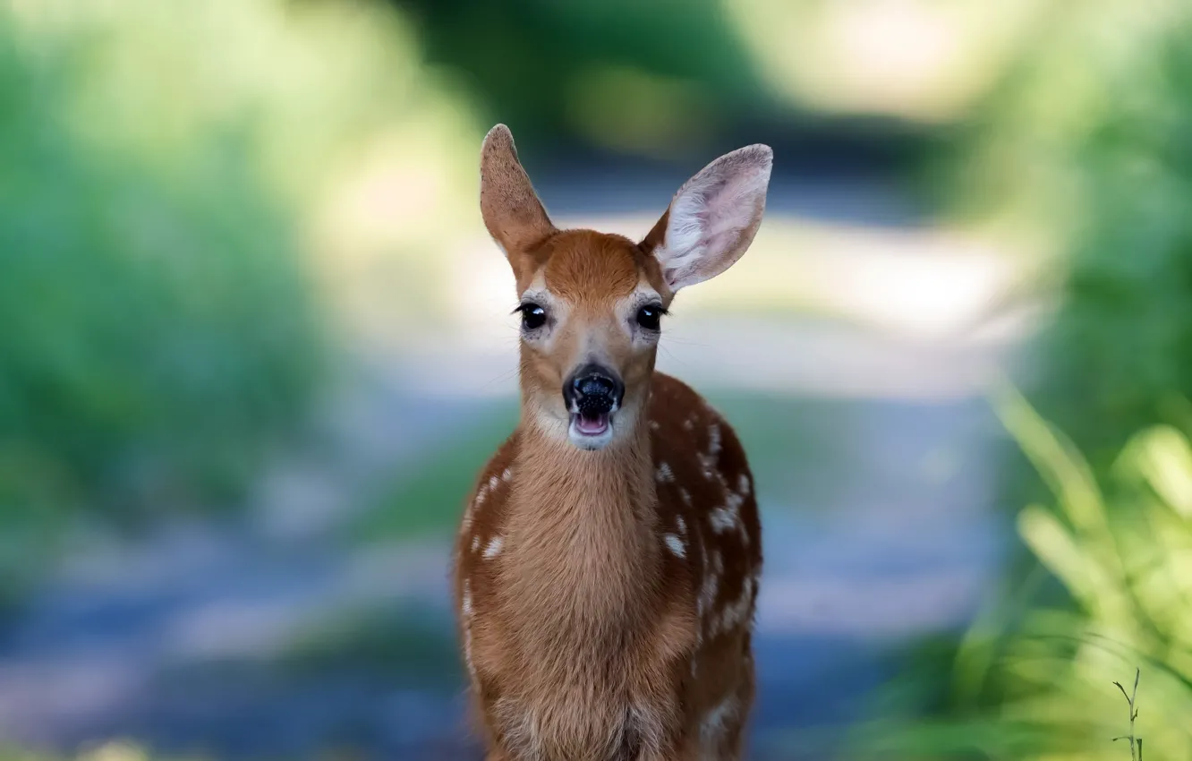 Photo wallpaper nature, background, ROE