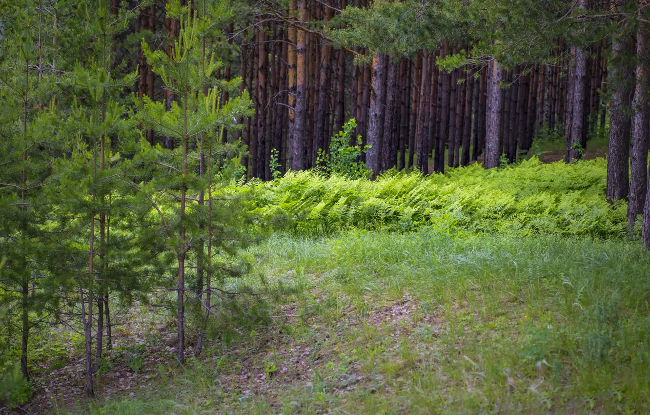Photo wallpaper summer, trees, Forest, thicket