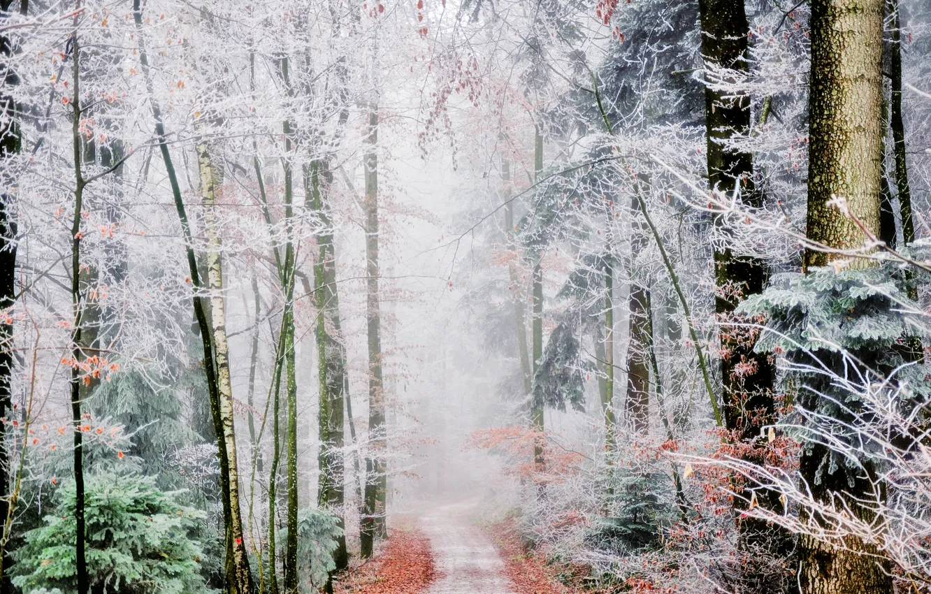 Photo wallpaper frost, autumn, forest, fog, path