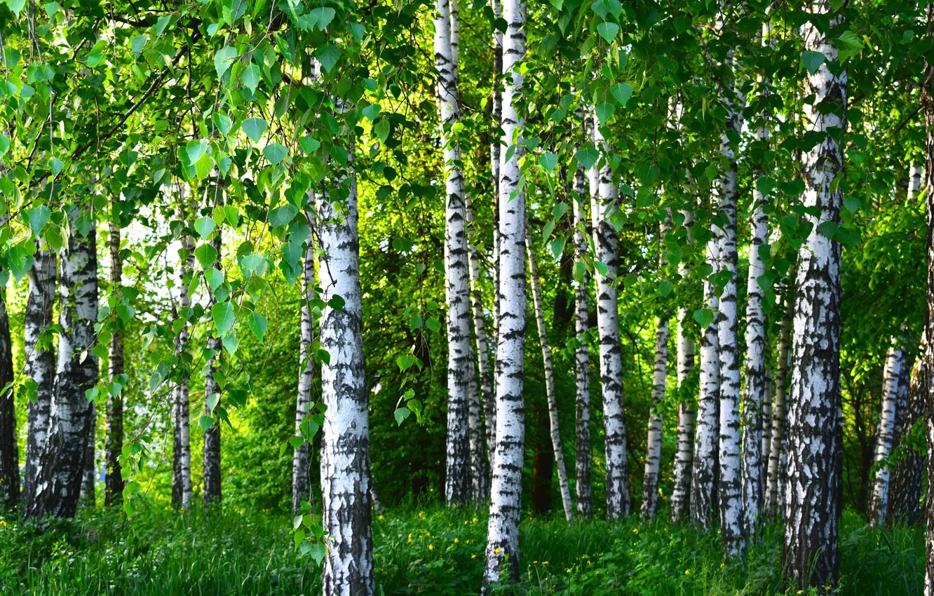 Photo wallpaper summer, trees, birch, grove