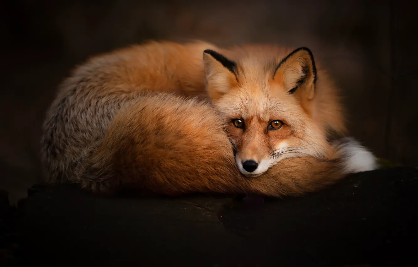 Photo wallpaper look, face, background, Fox, red