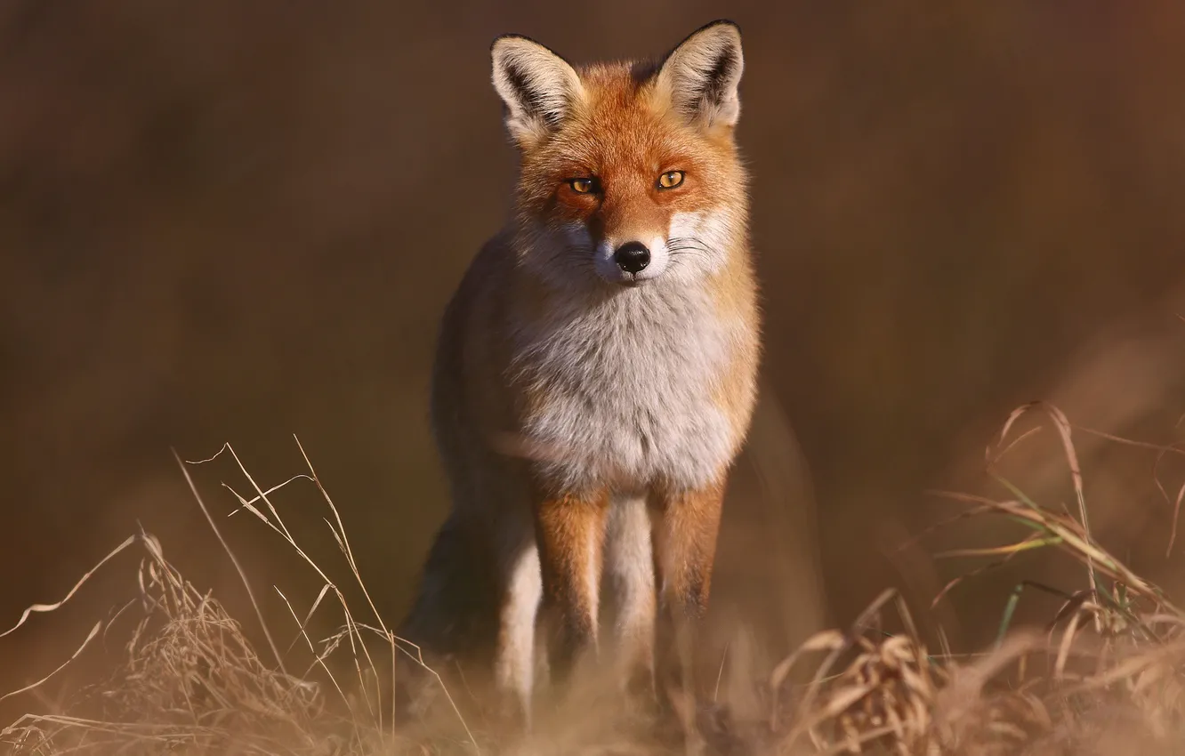 Photo wallpaper grass, look, background, Fox, red