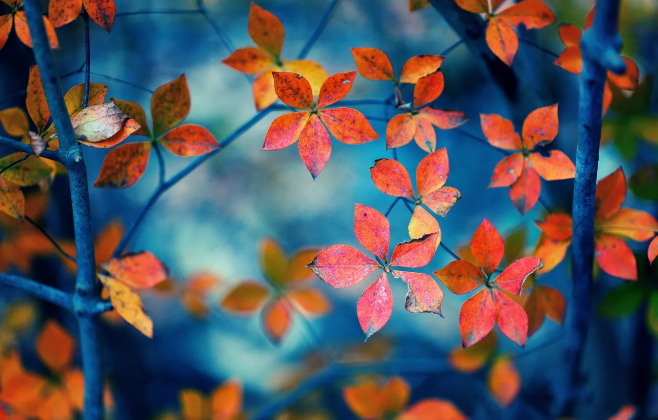 Photo wallpaper leaves, macro, orange, branches, background, widescreen, Wallpaper, leaf