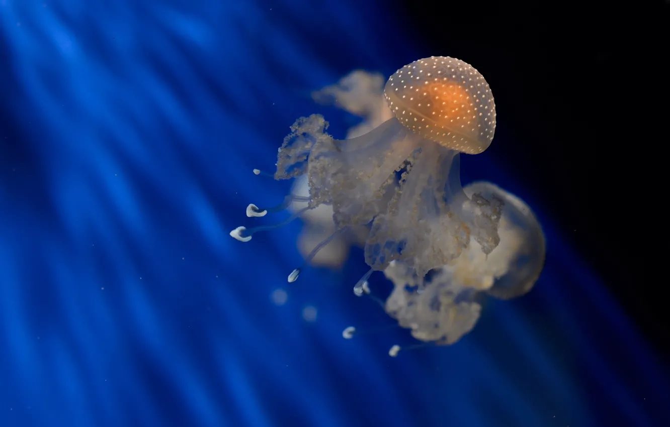 Photo wallpaper sea, the ocean, paint, jellyfish, the dome