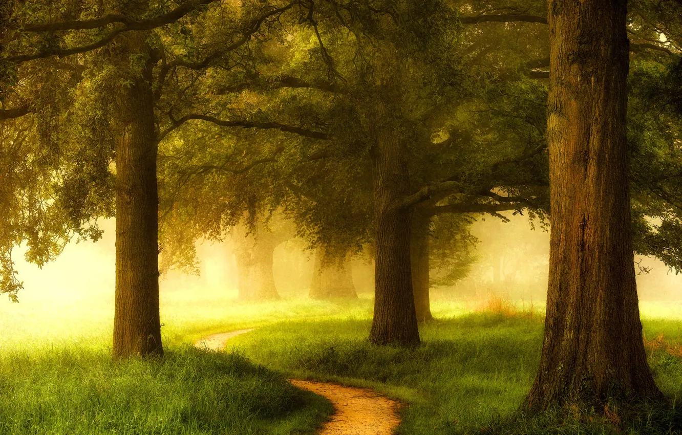 Photo wallpaper greens, forest, grass, trees, fog, Netherlands, path