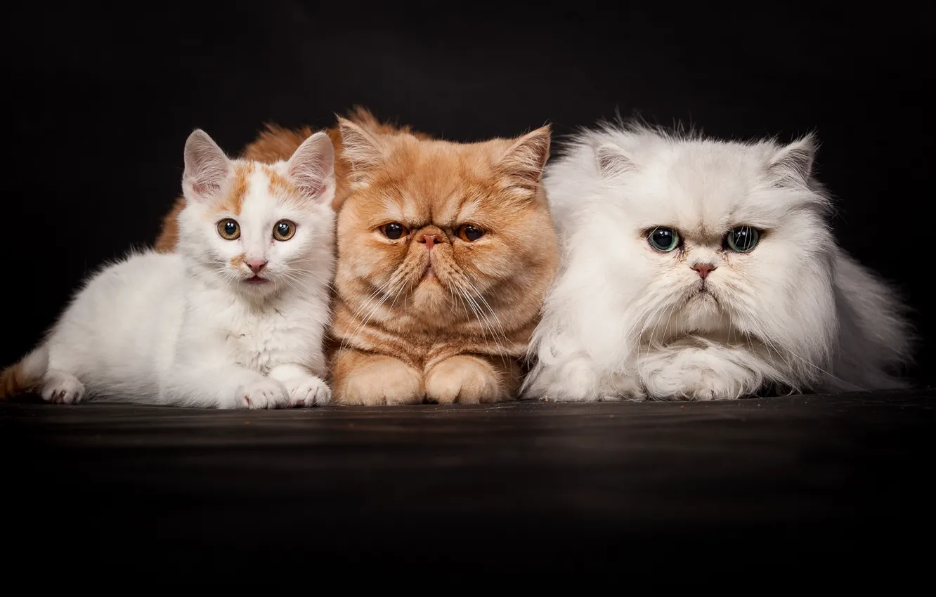 Photo wallpaper cats, kitty, white, red, company, Trinity, the Persians, Persian