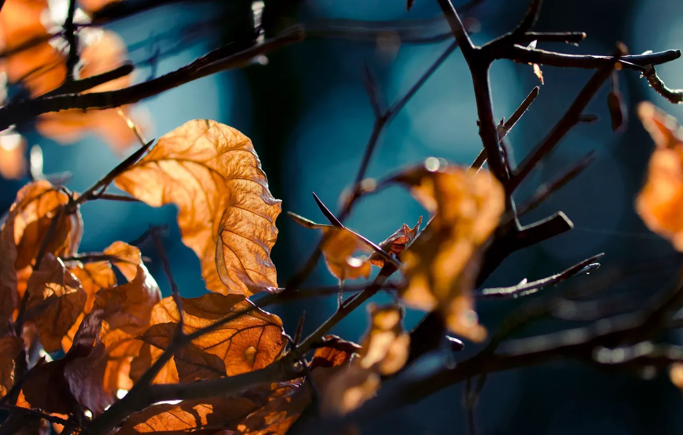 Photo wallpaper autumn, forest, leaves, macro, branch