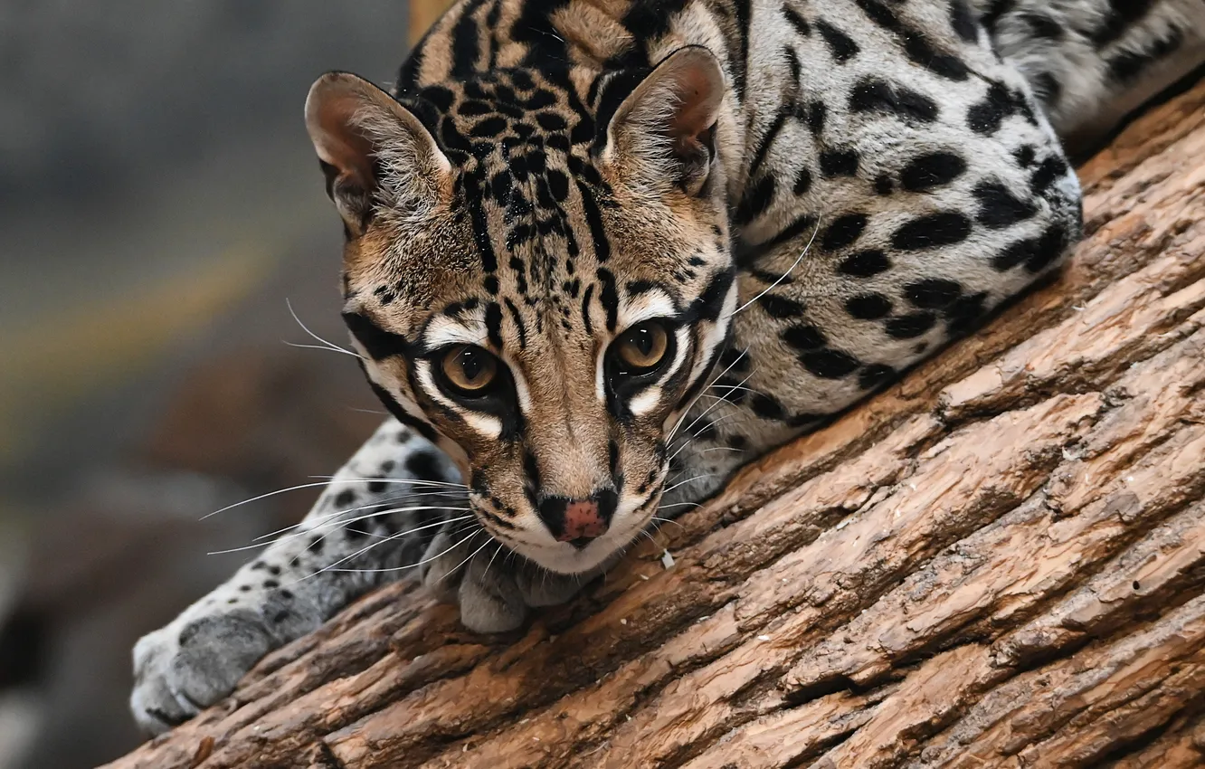 Photo wallpaper look, face, wild cat, ocelot