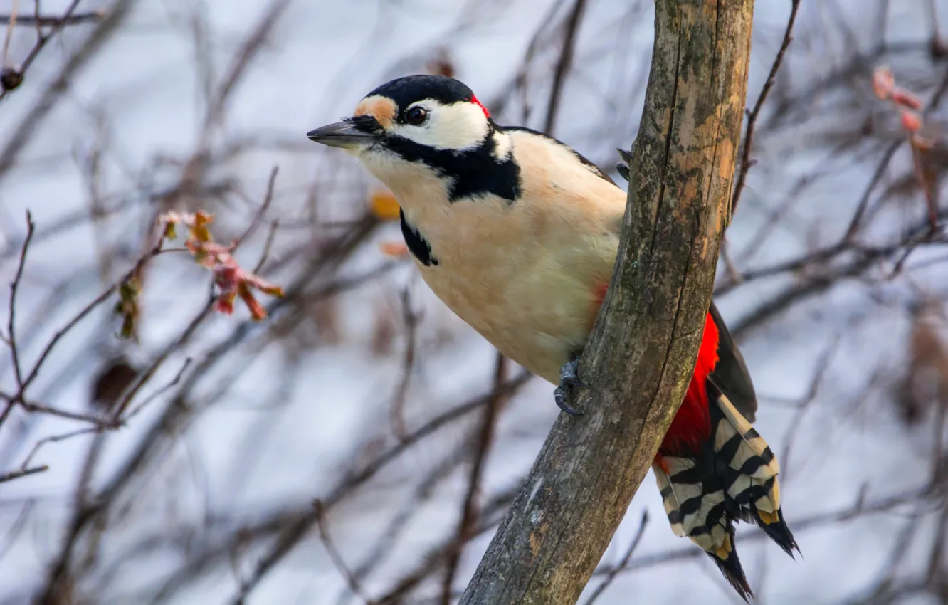 Photo wallpaper bird, large, woodpecker, motley