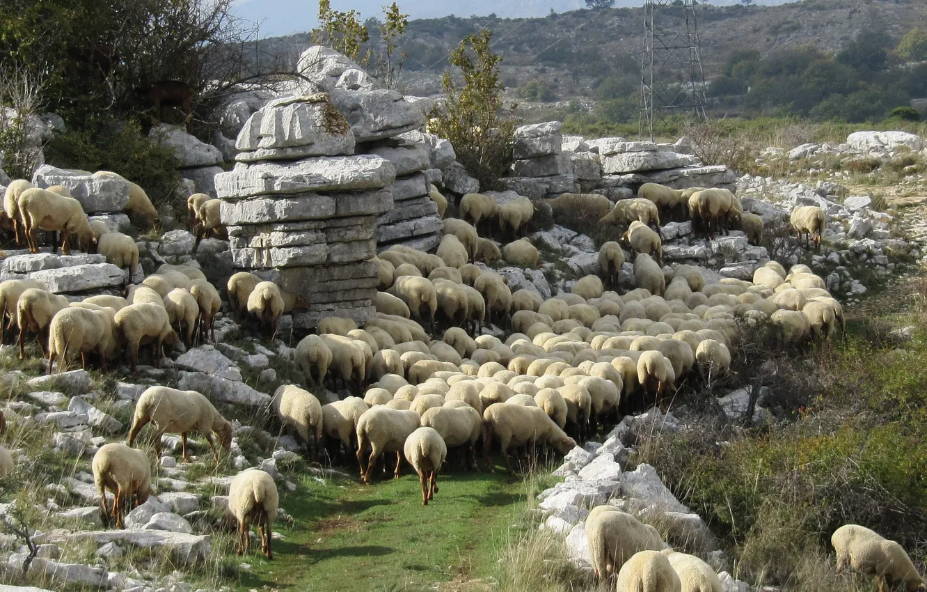 Photo wallpaper landscape, mountains, stones, France, sheep, Saint Barnabas