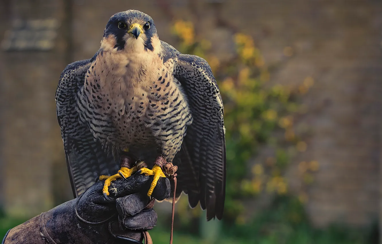 Photo wallpaper bird, predator, Falcon, glove, hunter