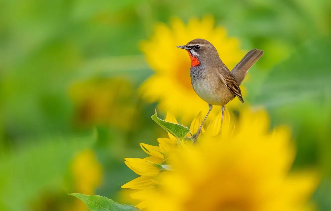 Photo wallpaper sunflowers, bird, blur, The Red-necked Nightingale