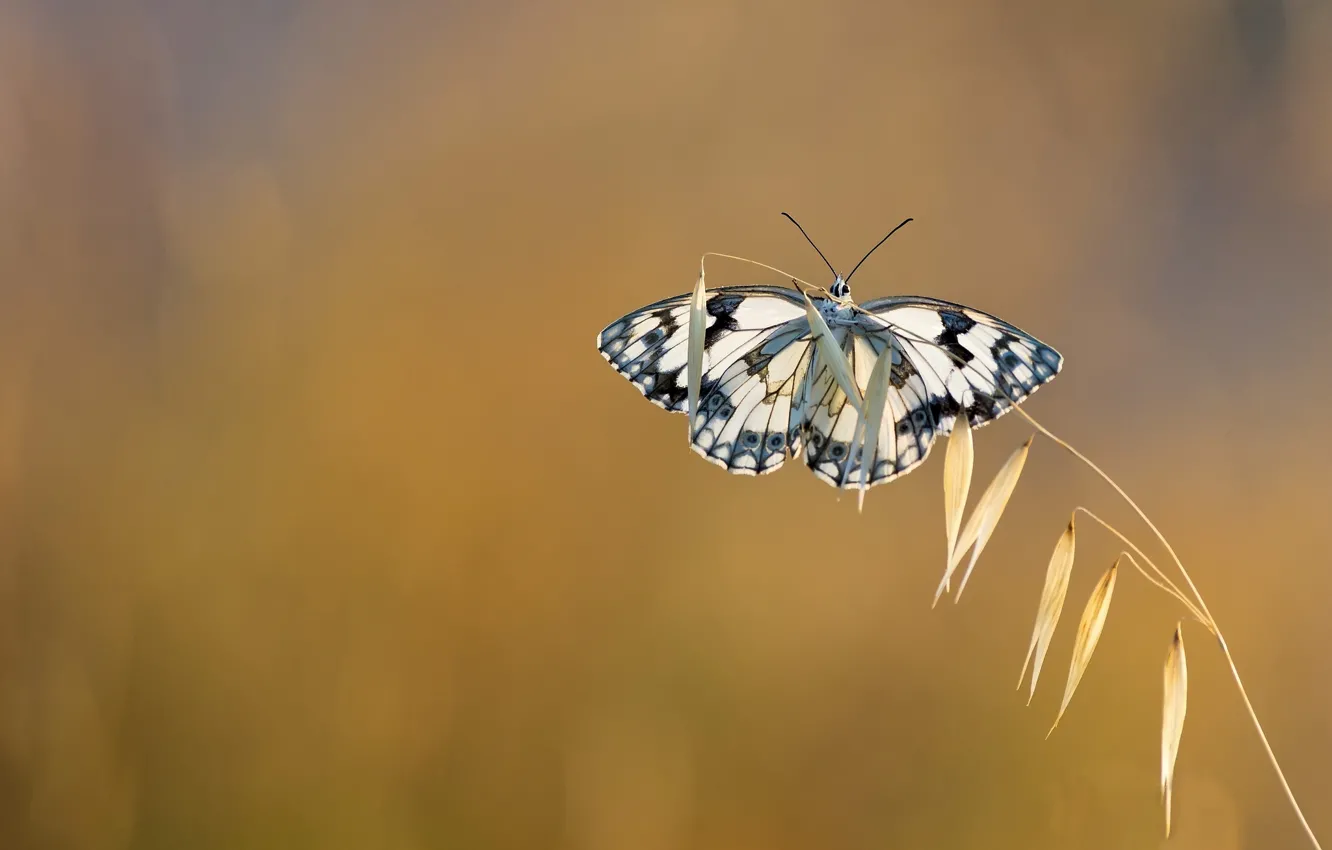 Photo wallpaper background, butterfly, a blade of grass