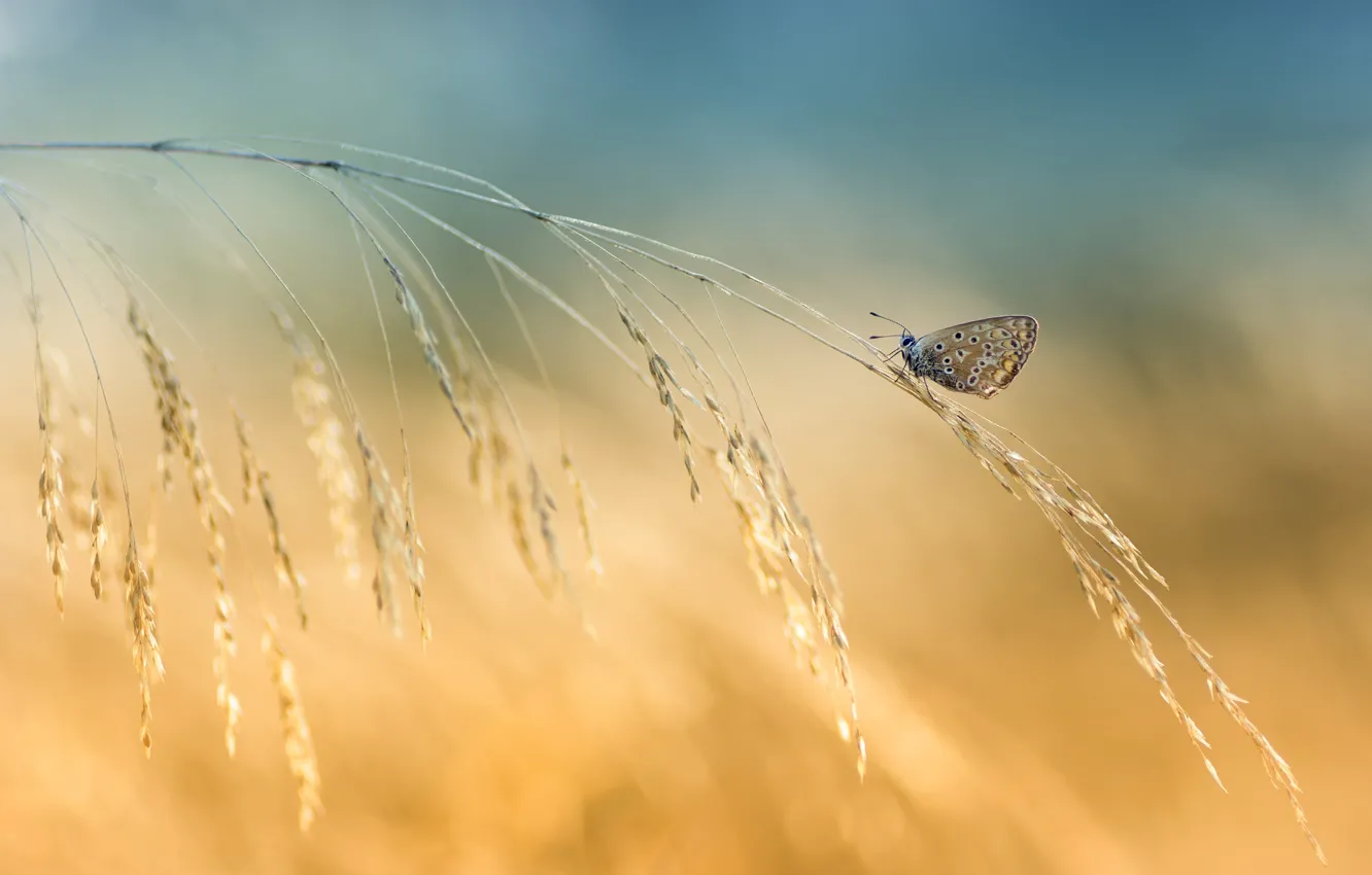 Photo wallpaper background, butterfly, spikelets, a blade of grass