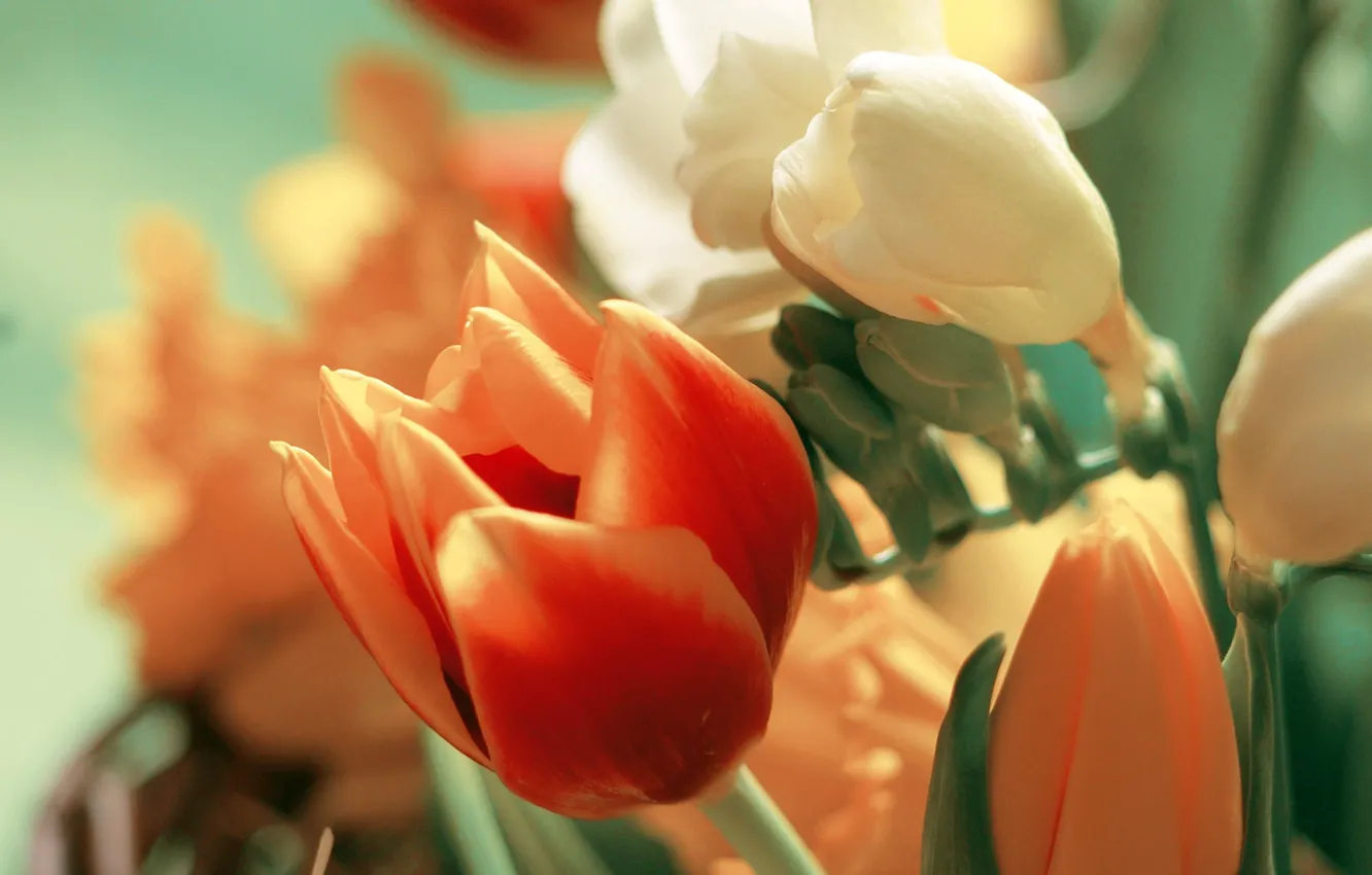 Photo wallpaper bouquet, petals, Tulip