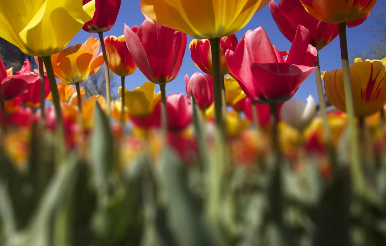 Photo wallpaper flowers, yellow, tulips, pink, plantation