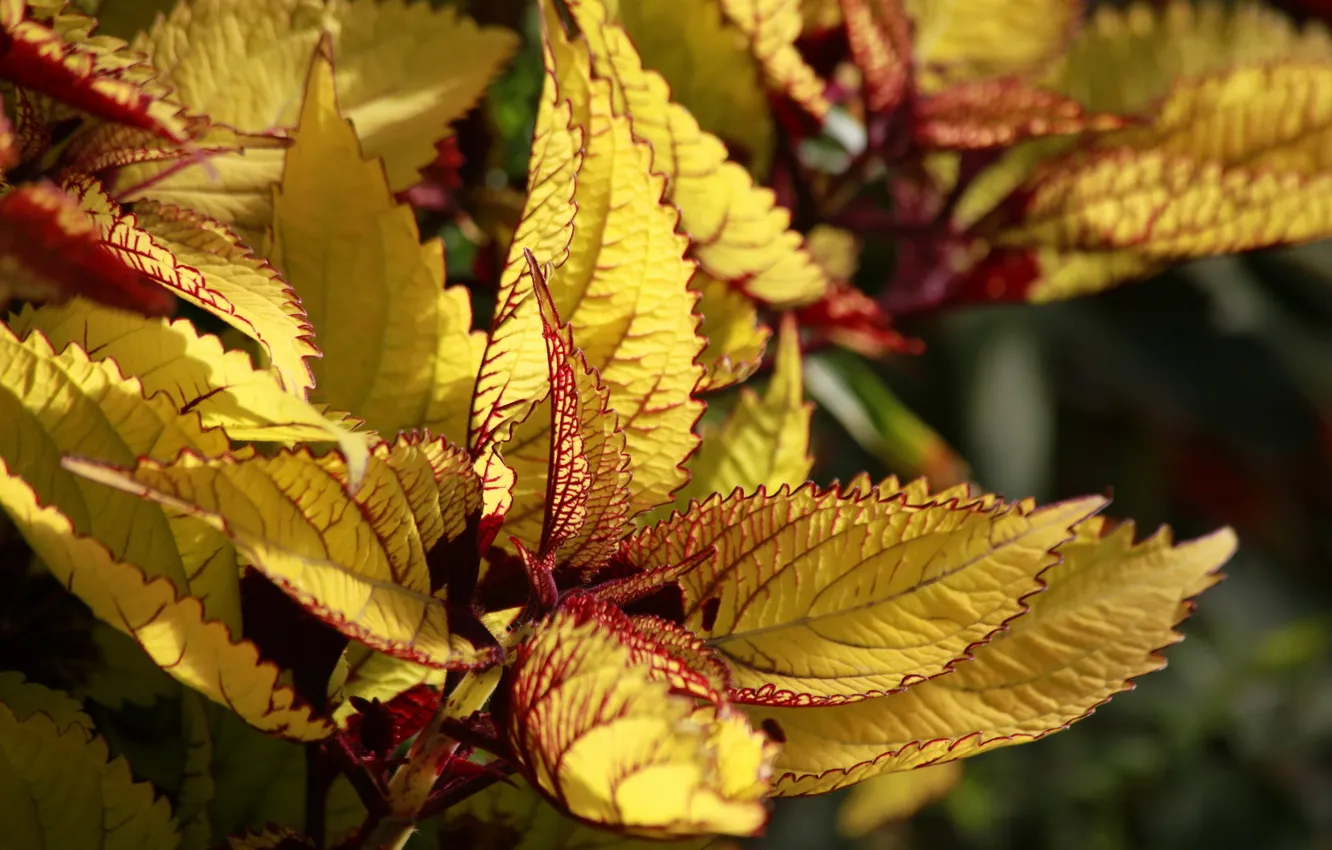 Photo wallpaper leaves, macro, nature