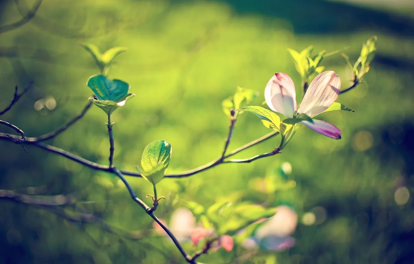 Photo wallpaper greens, leaves, macro, branches, nature, background, branch, Wallpaper