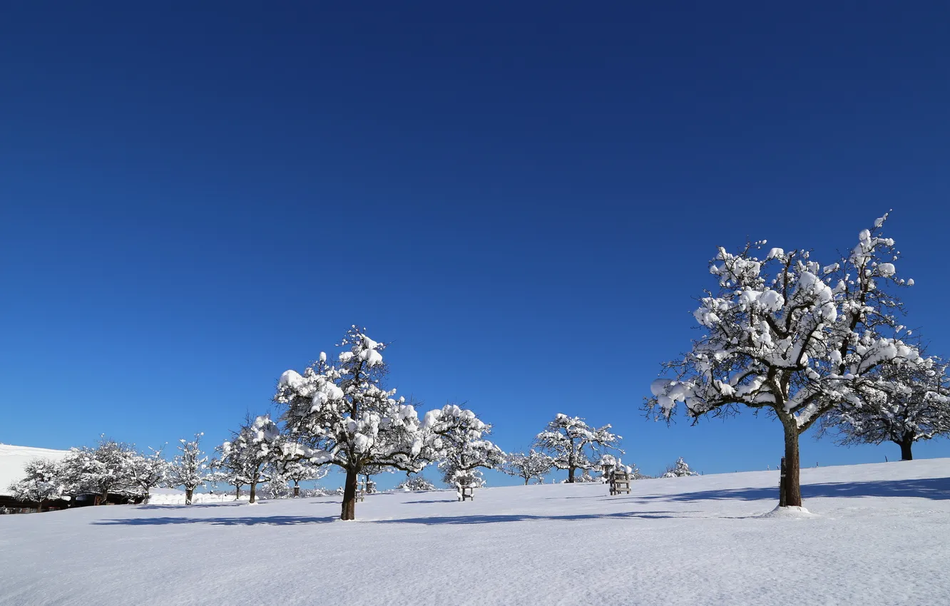 Photo wallpaper winter, field, snow, trees