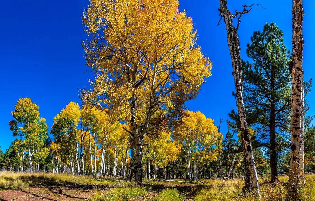 Photo wallpaper autumn, the sky, trees, aspen