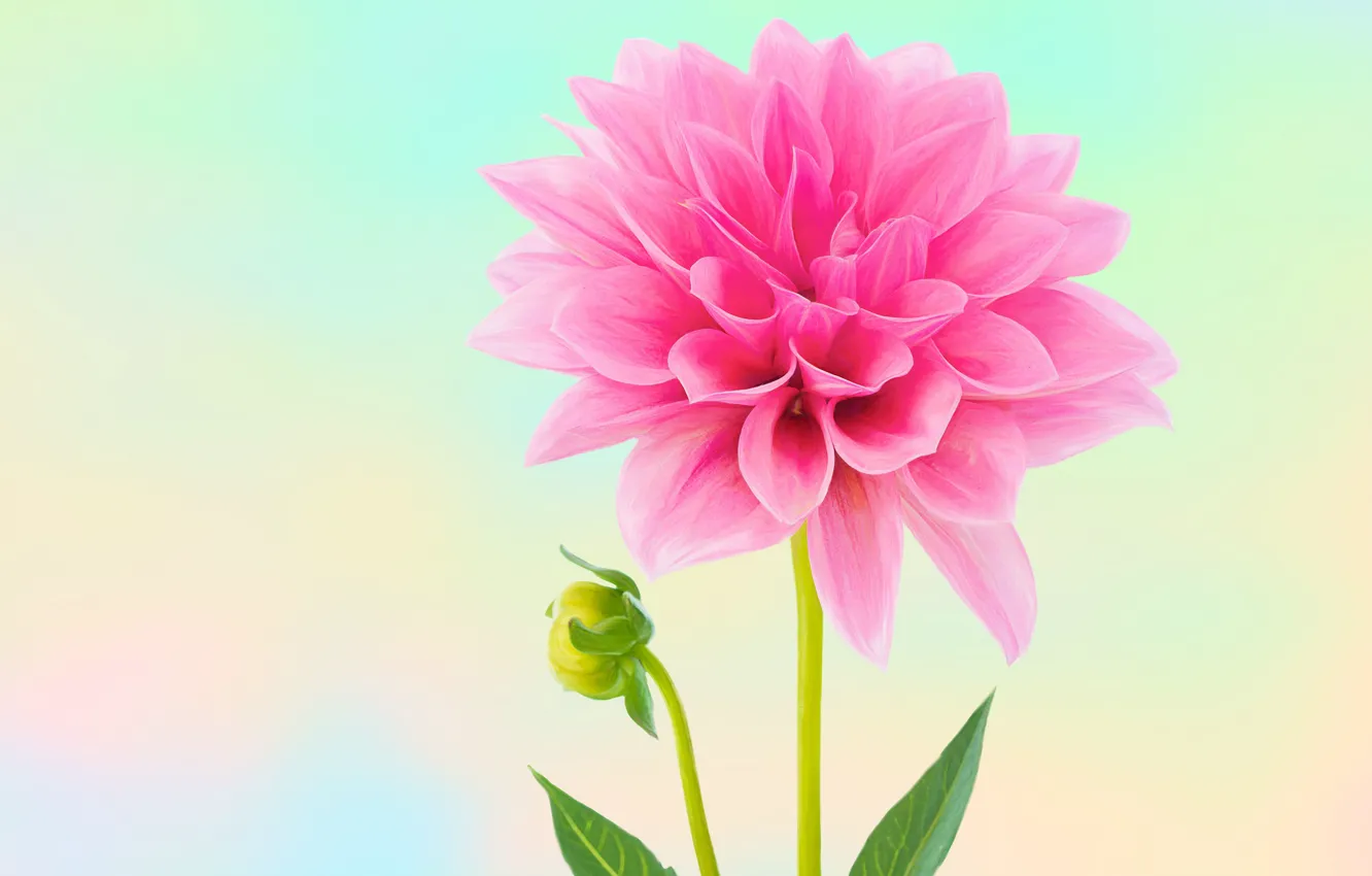 Photo wallpaper pink, buds, dahlias