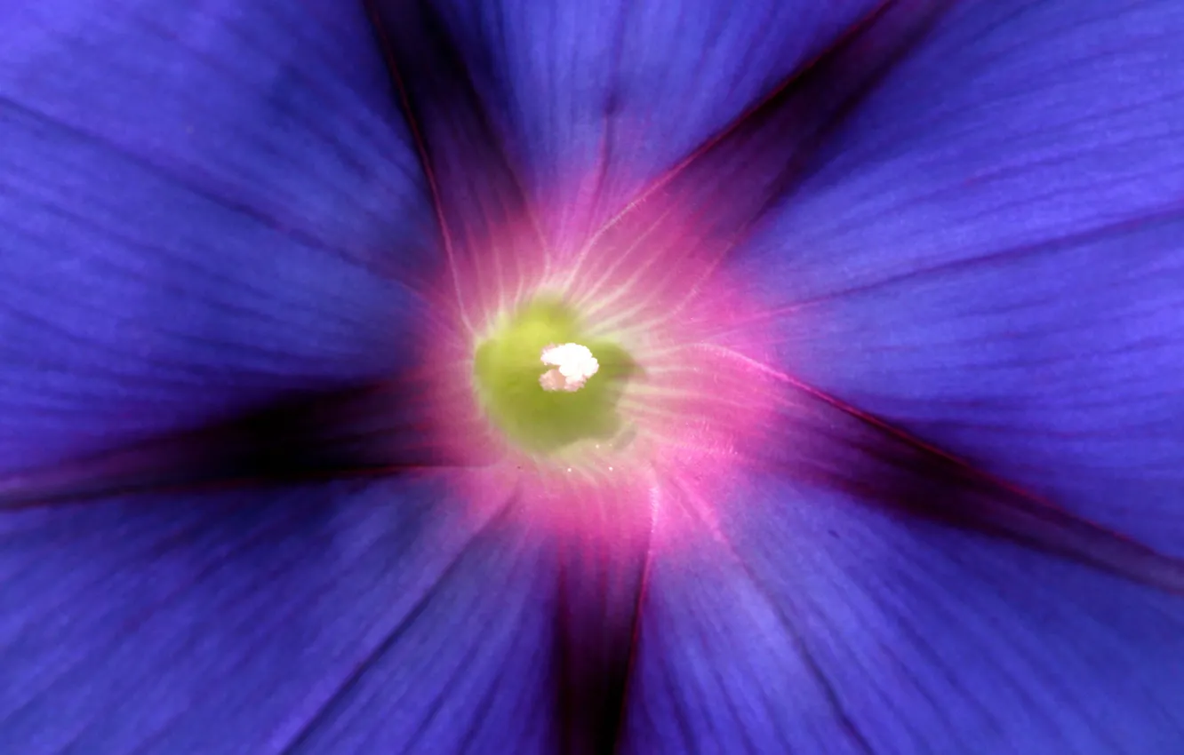 Photo wallpaper flower, macro, focus, petals, blue, Morning glory